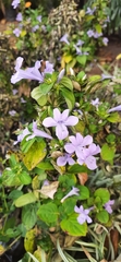 Barleria cristata