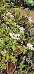 Pentas lanceolata