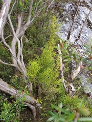 Lagarostrobos franklinii