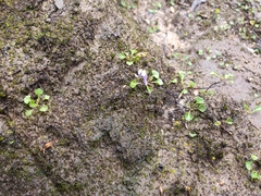 Viola serpentinicola