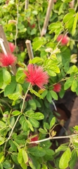 Calliandra tergemina emarginata