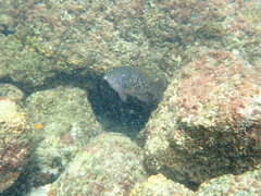 Plectroglyphidodon marginatus