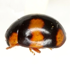 Brachiacantha quadrillum