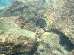 Plectroglyphidodon marginatus