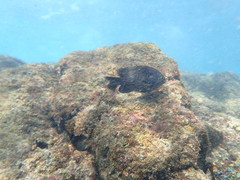 Plectroglyphidodon marginatus