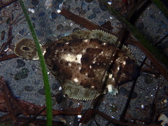 Pleuronichthys coenosus