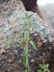 Hedeoma oblongifolia