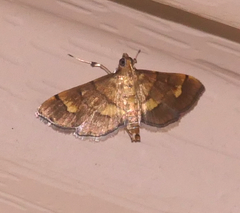 Orphanostigma haemorrhoidalis