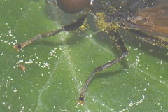 Cheilosia albitarsis