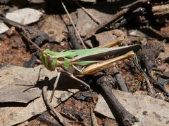 Froggattina australis