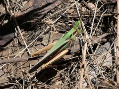 Froggattina australis