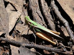 Froggattina australis