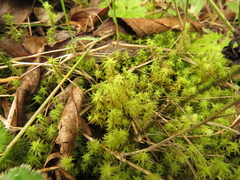 Leptodontium