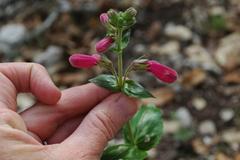 Penstemon triflorus