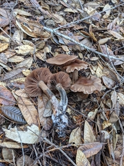 Cortinarius cisqhale