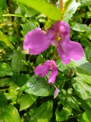 Impatiens balsamina