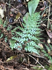 Asplenium sphenotomum
