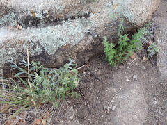 Hedeoma oblongifolia