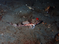 Chitonotus pugetensis