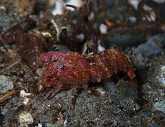 Spirontocaris prionota