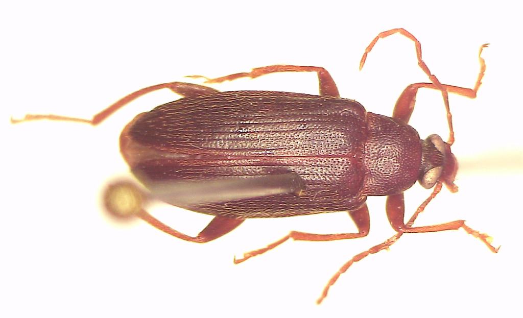 Homotrysis rufulicornis