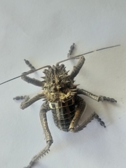 Hetrodes pupus