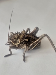 Hetrodes pupus
