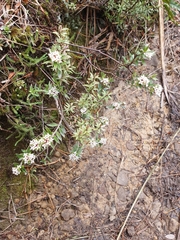 Pimelea pseudolyallii