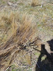 Carmichaelia crassicaulis