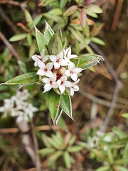 Pimelea pseudolyallii