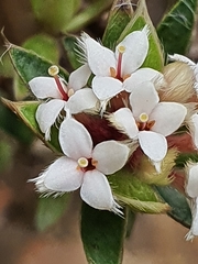 Pimelea pseudolyallii