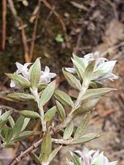 Pimelea pseudolyallii