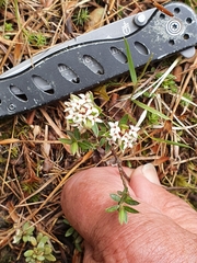 Pimelea pseudolyallii