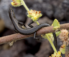 Cryptoblepharus poecilopleurus