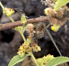 Cryptoblepharus poecilopleurus