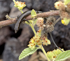 Cryptoblepharus poecilopleurus