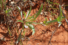 Penstemon confusus