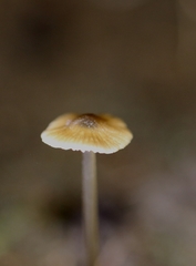 Mycena marangania