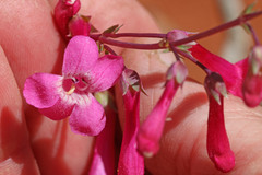 Penstemon confusus