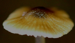 Mycena marangania