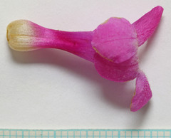 Penstemon confusus