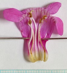 Penstemon confusus