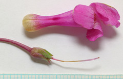 Penstemon confusus