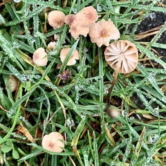 Marasmius curreyi