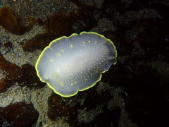 Cadlina klasmalmbergi