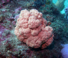 Dendronephthya australis