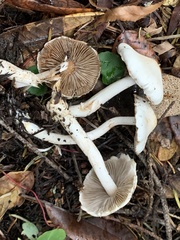 Inocybe geophylla