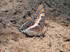 Charaxes saturnus saturnus