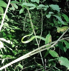Boiga cyanea