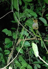 Boiga cyanea